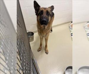 German Shepherd Dog Dogs for adoption in Fremont, CA, USA