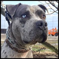 American Bulldog Dogs for adoption in Jasper, IN, USA