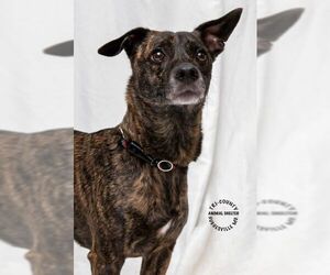 Plott Hound-Unknown Mix Dogs for adoption in Hughesville, MD, USA