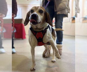 Mutt Dogs for adoption in Westwood, NJ, USA