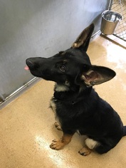 German Shepherd Dog Dogs for adoption in Orleans, VT, USA