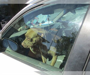 American Pit Bull Terrier-Papillon Mix Dogs for adoption in Ocala, FL, USA