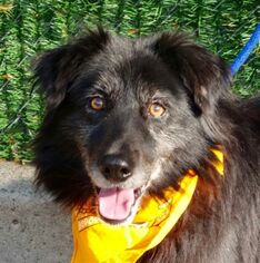 Border Collie Dogs for adoption in NYC, NY, USA