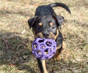 Border-Aussie Dogs for adoption in Great Bend, KS, USA