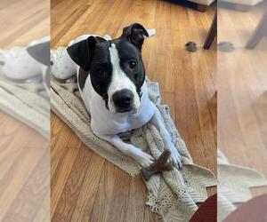 American Pit Bull Terrier-Unknown Mix Dogs for adoption in Pittsburgh, PA, USA
