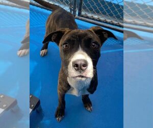 American Pit Bull Terrier-Unknown Mix Dogs for adoption in Calgary, Alberta, Canada