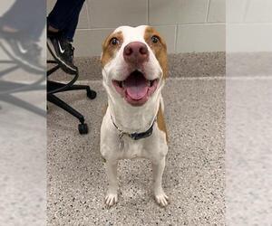 American Pit Bull Terrier-Unknown Mix Dogs for adoption in Brighton, CO, USA