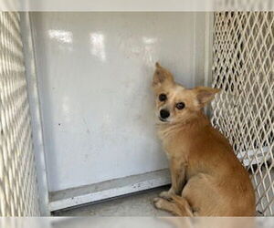 Chihuahua-Unknown Mix Dogs for adoption in Bakersfield, CA, USA