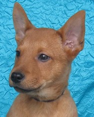 Medium Photo #1 Mutt Puppy For Sale in Cuba, NY, USA
