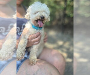 Poodle (Miniature)-Unknown Mix Dogs for adoption in Elmsford, NY, USA