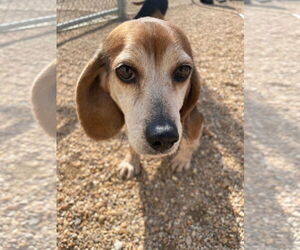 Beagle Dogs for adoption in Virginia Beach, VA, USA