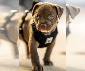 Mutt Dogs for adoption in Royal Palm Beach, FL, USA