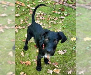 Mutt Dogs for adoption in Minneapolis, MN, USA