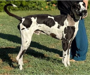 Great Dane-Unknown Mix Dogs for adoption in Raleigh, NC, USA