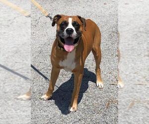 Boxer Dogs for adoption in Minneola, FL, USA