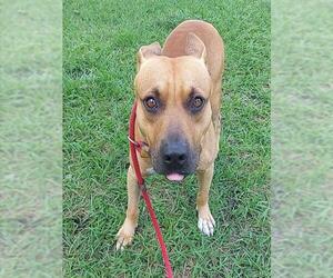 American Staffordshire Terrier Dogs for adoption in Fort Lauderdale, FL, USA