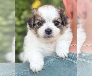 Papillon-Unknown Mix Dogs for adoption in Corona, CA, USA