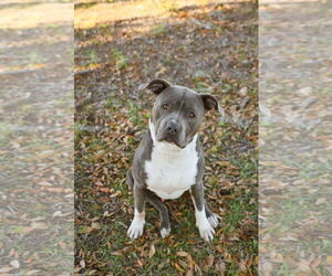 American Bulldog-Unknown Mix Dogs for adoption in  Gainesville, FL, USA