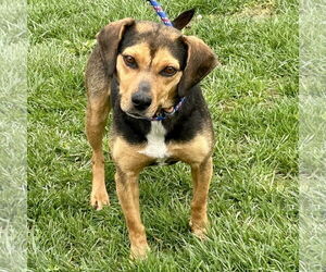 Puggle Dogs for adoption in Batavia, OH, USA