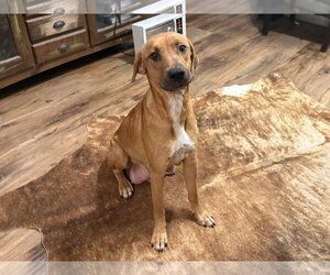 Labrador Retriever-Unknown Mix Dogs for adoption in The Woodlands, TX, USA