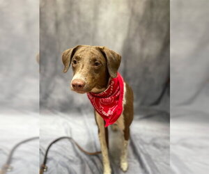 Australian Shepherd-Unknown Mix Dogs for adoption in Ogden, UT, USA