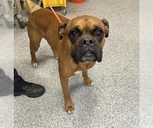 Boxer Dogs for adoption in Houston, TX, USA