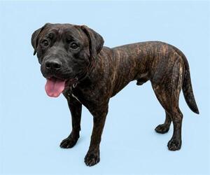 Mutt Dogs for adoption in HESPERIA, CA, USA