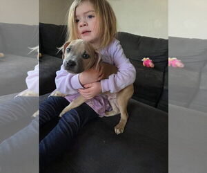 Mutt Dogs for adoption in New London, WI, USA