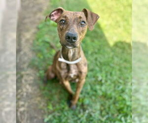 Doberman Pinscher-Unknown Mix Dogs for adoption in Riverside, CA, USA