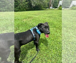 Mutt Dogs for adoption in Candler, NC, USA