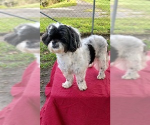 Hava-Apso Dogs for adoption in Weston, FL, USA