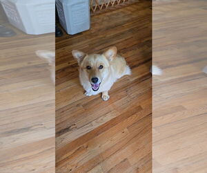Pembroke Welsh Corgi-Unknown Mix Dogs for adoption in Denver , CO, USA
