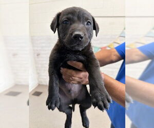 Mutt Dogs for adoption in San Bernardino, CA, USA