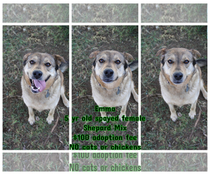 Mutt Dogs for adoption in Jefferson City, TN, USA