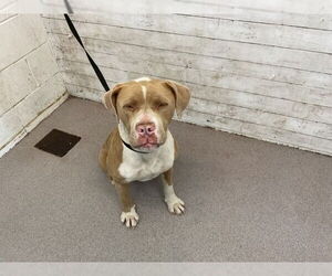 American Pit Bull Terrier Dogs for adoption in San Bernardino, CA, USA