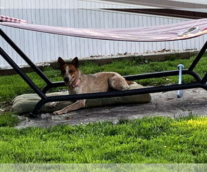 Mutt Dogs for adoption in Garden City, NY, USA