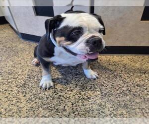 Bulldog Dogs for adoption in Tracy, CA, USA