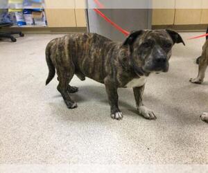 Bulldog-Unknown Mix Dogs for adoption in Riverside, CA, USA