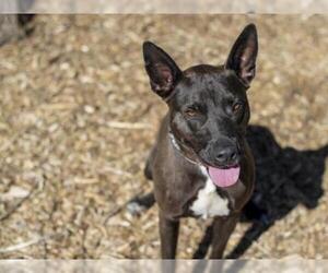 Shepradors Dogs for adoption in Placerville, CA, USA
