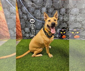 Black Mouth Cur-Carolina Dog Mix Dogs for adoption in Euless, TX, USA