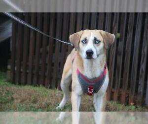 Siberian Husky-Unknown Mix Dogs for adoption in Natchitoches, LA, USA