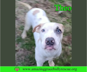 American Pit Bull Terrier-Unknown Mix Dogs for adoption in Milton, FL, USA