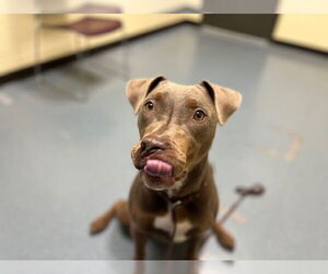 Doberman Pinscher-Weimaraner Mix Dogs for adoption in Denver, CO, USA