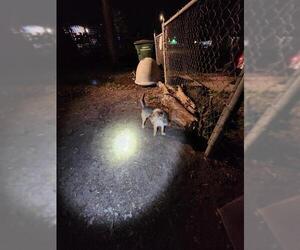 Mutt Dogs for adoption in San Antonio, TX, USA