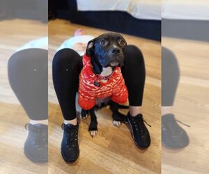American Pit Bull Terrier-Unknown Mix Dogs for adoption in Rockaway, NJ, USA