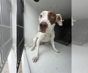 Mutt Dogs for adoption in Houston, TX, USA