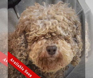 Mutt Dogs for adoption in Huntley, IL, USA