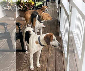 Mutt Dogs for adoption in Rustburg, VA, USA