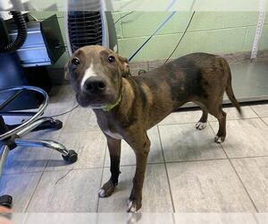 Catahoula Leopard Dog-Unknown Mix Dogs for adoption in Grand Prairie, TX, USA