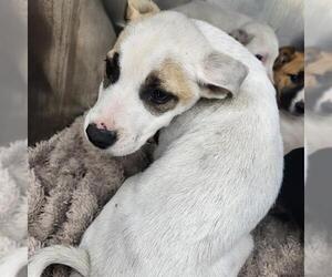 Mutt Dogs for adoption in San Antonio, TX, USA